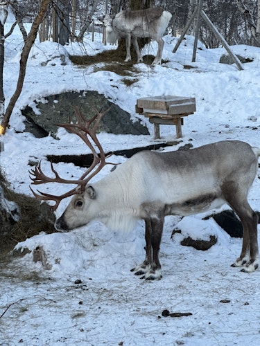 Reindeer in Kirkenes