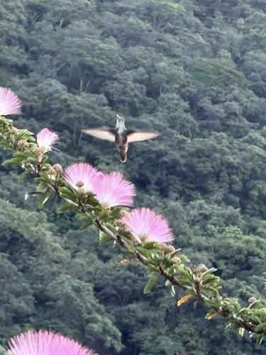 Hummingbird at the Hotel Atitlan
