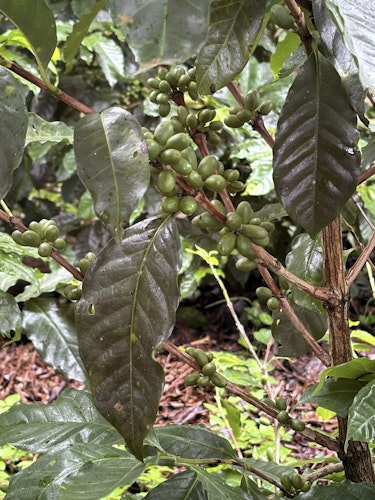 Coffee plantation