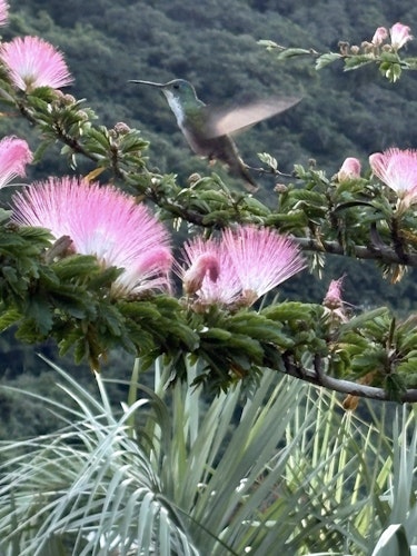 Hummingbird at the Hotel Atitlan