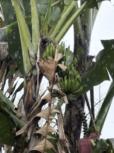 Banana tree